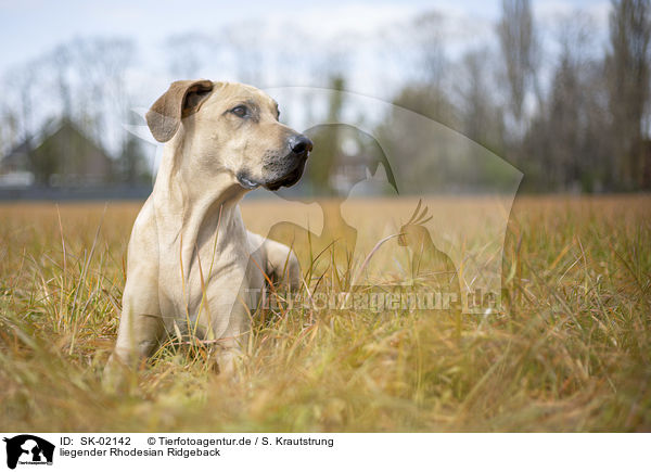 liegender Rhodesian Ridgeback / lying Rhodesian Ridgeback / SK-02142
