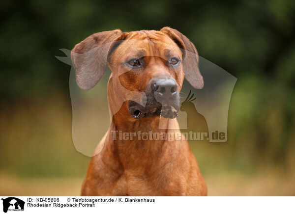 Rhodesian Ridgeback Portrait / Rhodesian Ridgeback Portrait / KB-05606