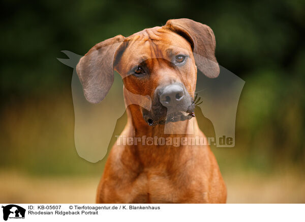 Rhodesian Ridgeback Portrait / Rhodesian Ridgeback Portrait / KB-05607