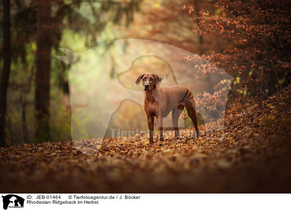 Rhodesian Ridgeback im Herbst / Rhodesian Ridgeback in autumn / JEB-01464
