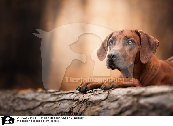 Rhodesian Ridgeback im Herbst / Rhodesian Ridgeback in autumn / JEB-01476