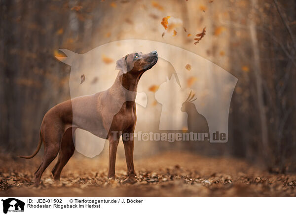 Rhodesian Ridgeback im Herbst / Rhodesian Ridgeback in autumn / JEB-01502