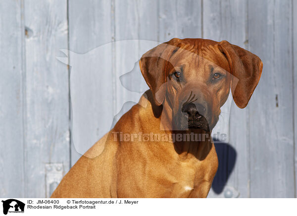 Rhodesian Ridgeback Portrait / Rhodesian Ridgeback Portrait / JM-06400