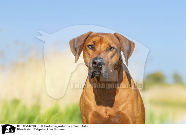 Rhodesian Ridgeback im Sommer / Rhodesian Ridgeback in summer / IF-14630