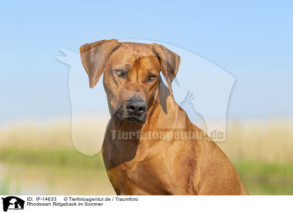 Rhodesian Ridgeback im Sommer / Rhodesian Ridgeback in summer / IF-14633