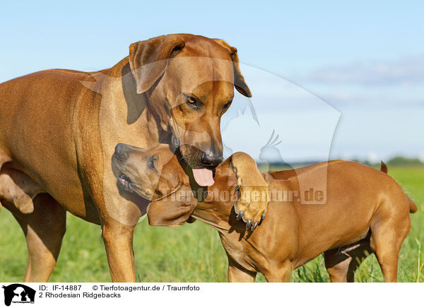 2 Rhodesian Ridgebacks / 2 Rhodesian Ridgebacks / IF-14887