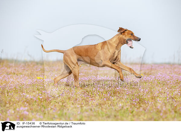 ausgewachsener Rhodesian Ridgeback / adult Rhodesian Ridgeback / IF-15436