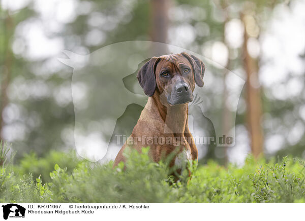 Rhodesian Ridgeback R�de / male Rhodesian Ridgeback / KR-01067
