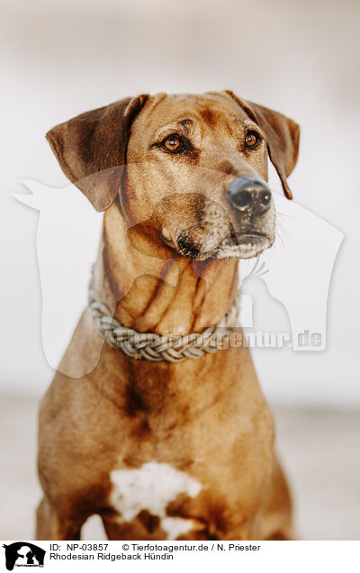 Rhodesian Ridgeback H�ndin / female Rhodesian Ridgeback / NP-03857