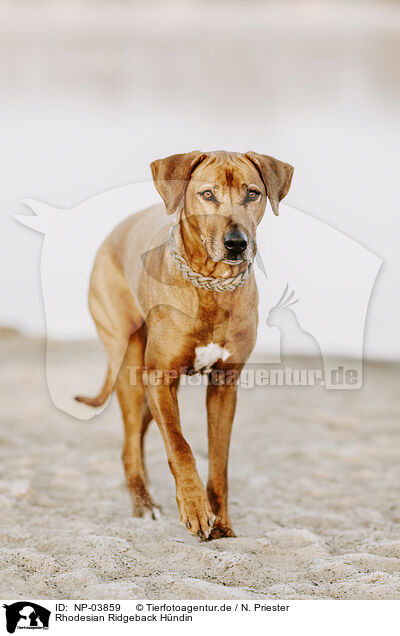 Rhodesian Ridgeback H�ndin / female Rhodesian Ridgeback / NP-03859