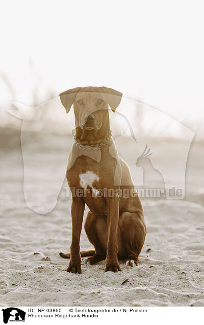 Rhodesian Ridgeback H�ndin / female Rhodesian Ridgeback / NP-03860