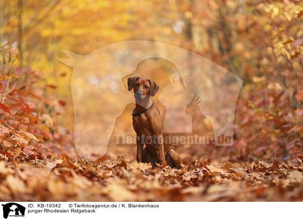 junger Rhodesian Ridgeback / young Rhodesian Ridgeback / KB-19342