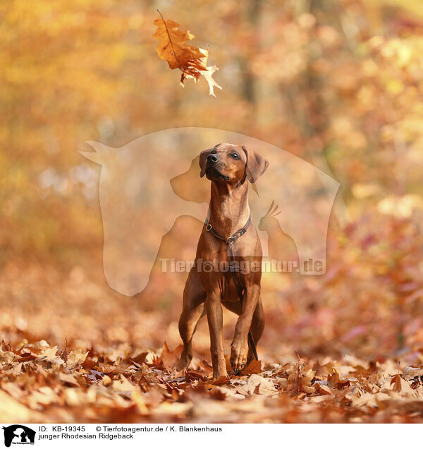 junger Rhodesian Ridgeback / young Rhodesian Ridgeback / KB-19345