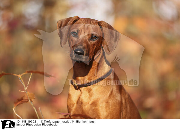 junger Rhodesian Ridgeback / young Rhodesian Ridgeback / KB-19352