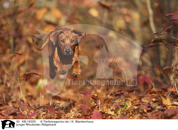 junger Rhodesian Ridgeback / young Rhodesian Ridgeback / KB-19355