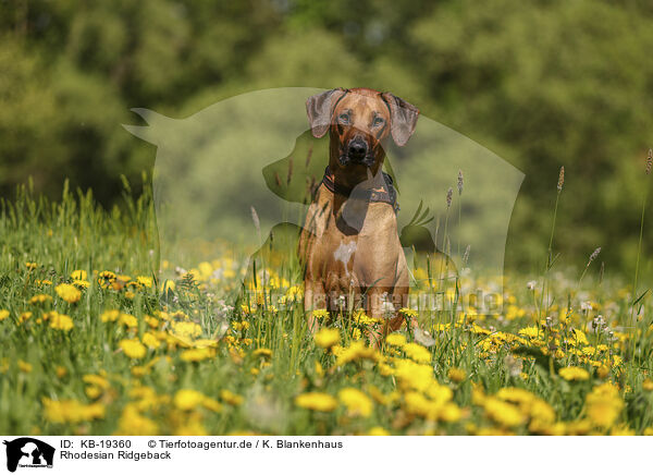 Rhodesian Ridgeback / Rhodesian Ridgeback / KB-19360