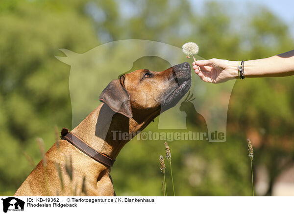 Rhodesian Ridgeback / Rhodesian Ridgeback / KB-19362