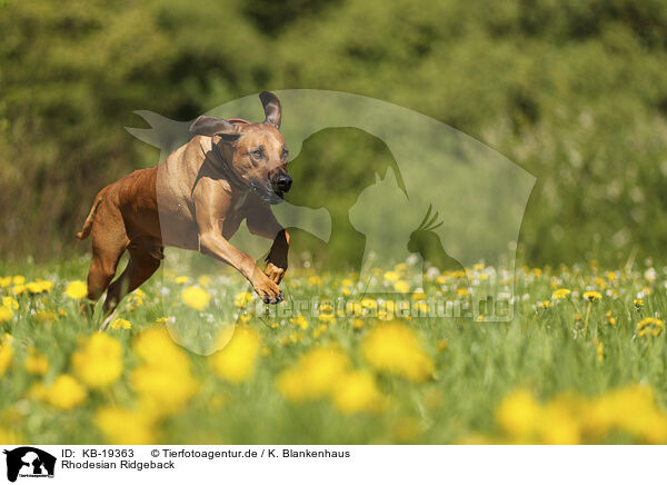 Rhodesian Ridgeback / Rhodesian Ridgeback / KB-19363