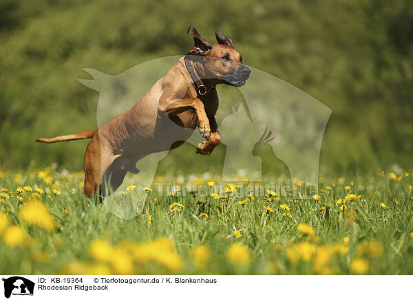 Rhodesian Ridgeback / Rhodesian Ridgeback / KB-19364