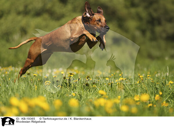 Rhodesian Ridgeback / Rhodesian Ridgeback / KB-19365