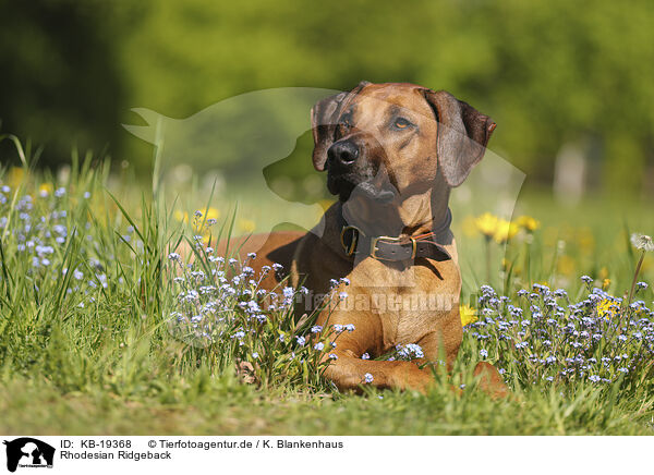 Rhodesian Ridgeback / Rhodesian Ridgeback / KB-19368