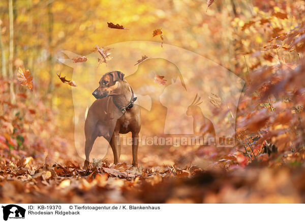 Rhodesian Ridgeback / Rhodesian Ridgeback / KB-19370