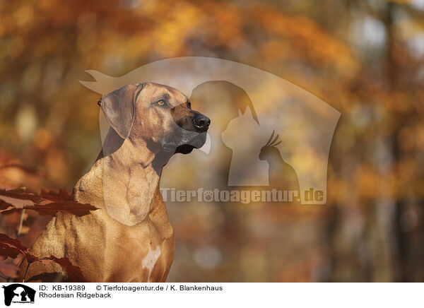 Rhodesian Ridgeback / KB-19389