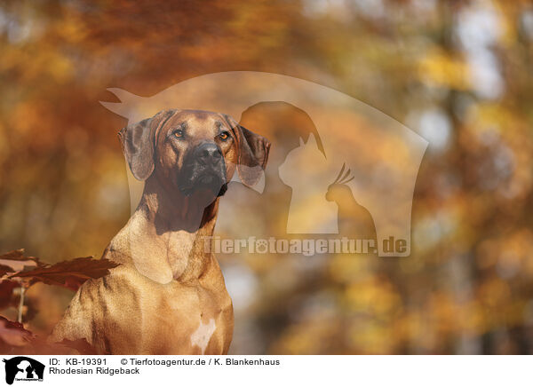 Rhodesian Ridgeback / Rhodesian Ridgeback / KB-19391