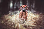 erwachsener Rhodesian Ridgeback