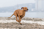 erwachsener Rhodesian Ridgeback
