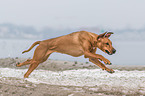 erwachsener Rhodesian Ridgeback