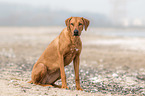 erwachsener Rhodesian Ridgeback