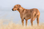 erwachsener Rhodesian Ridgeback