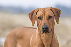 erwachsener Rhodesian Ridgeback