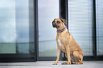 sitzender Rhodesian Ridgeback