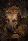Rhodesian Ridgeback Portrait