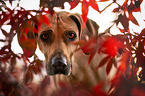 Rhodesian Ridgeback Portrait