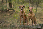 stehende Rhodesian Ridgebacks