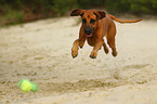 springender Rhodesian Ridgeback