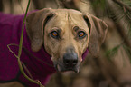 Rhodesian Ridgeback Portrait