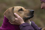 Frau und Rhodesian Ridgeback