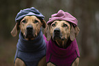 2 Rhodesian Ridgebacks