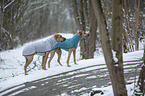 2 Rhodesian Ridgebacks