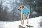 Rhodesian Ridgeback