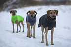 3 Rhodesian Ridgebacks