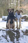 2 Rhodesian Ridgebacks