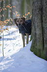 Rhodesian Ridgeback
