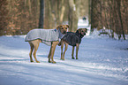 2 Rhodesian Ridgebacks