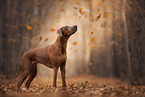 Rhodesian Ridgeback im Herbst