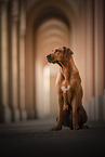 Rhodesian Ridgeback